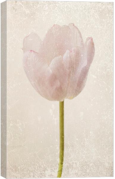 fragile tulip Canvas Print by Heather Newton