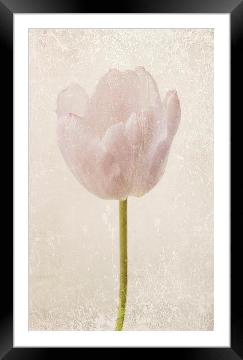fragile tulip Framed Mounted Print by Heather Newton