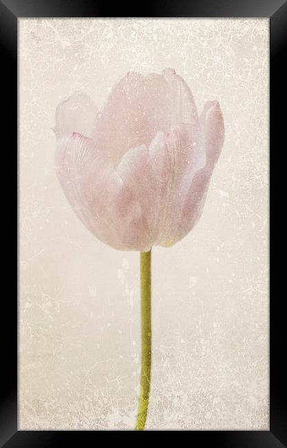 fragile tulip Framed Print by Heather Newton