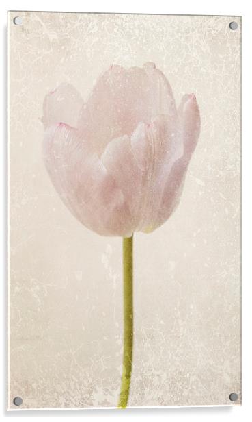 fragile tulip Acrylic by Heather Newton