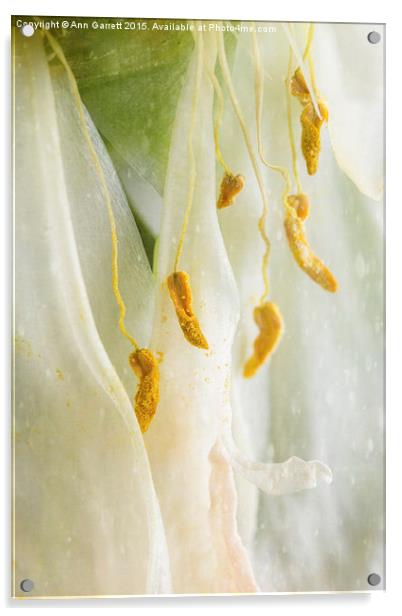 Diaphanous Floral Veils Acrylic by Ann Garrett