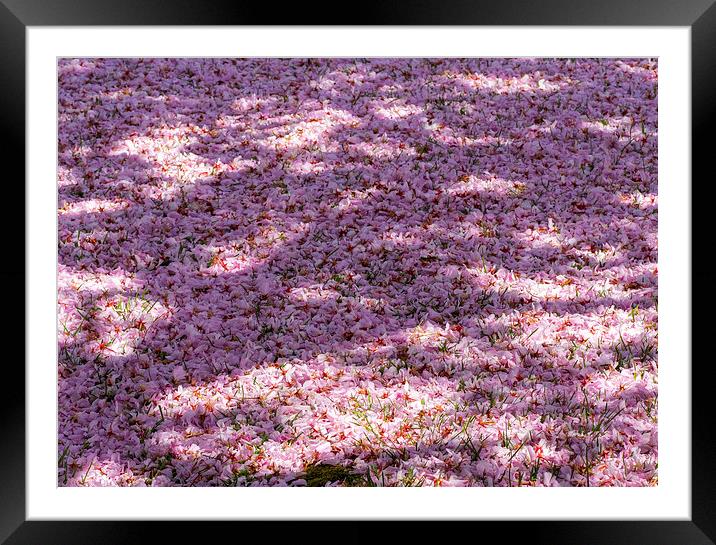 Cherry Blossom Framed Mounted Print by Victor Burnside