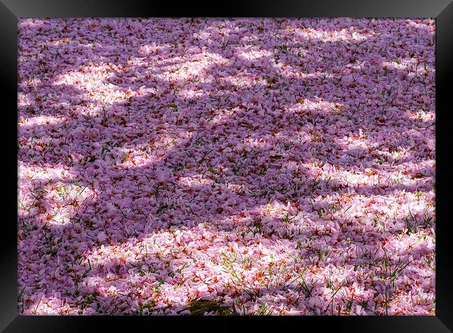 Cherry Blossom Framed Print by Victor Burnside