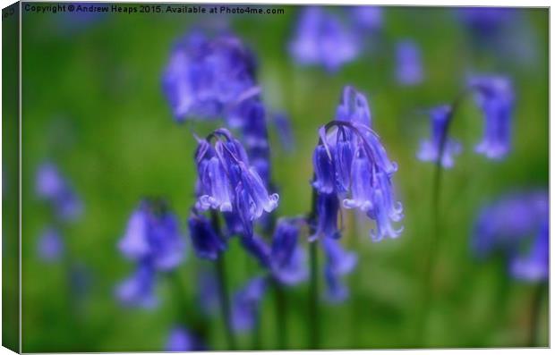 Enchanting Blue Bell Forest Canvas Print by Andrew Heaps