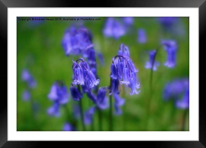 Enchanting Blue Bell Forest Framed Mounted Print by Andrew Heaps