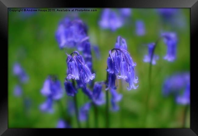 Enchanting Blue Bell Forest Framed Print by Andrew Heaps