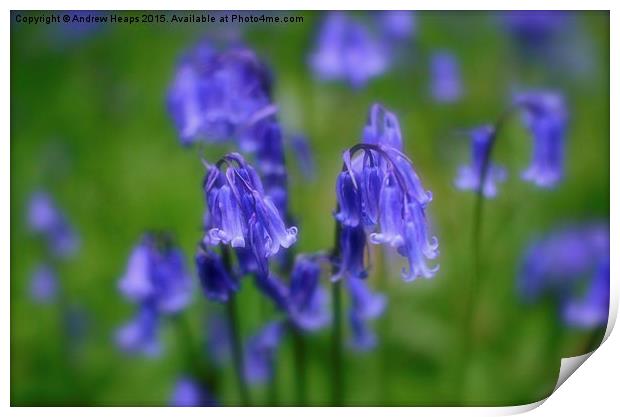 Enchanting Blue Bell Forest Print by Andrew Heaps