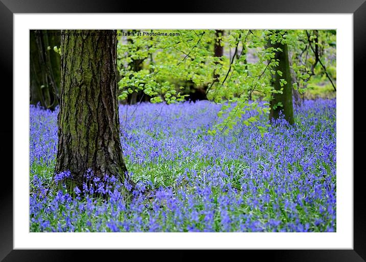  Blue bell flowers. Framed Mounted Print by Andrew Heaps