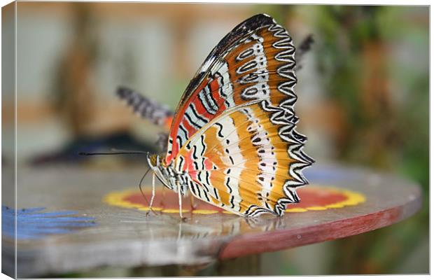 butterfly Canvas Print by les tobin