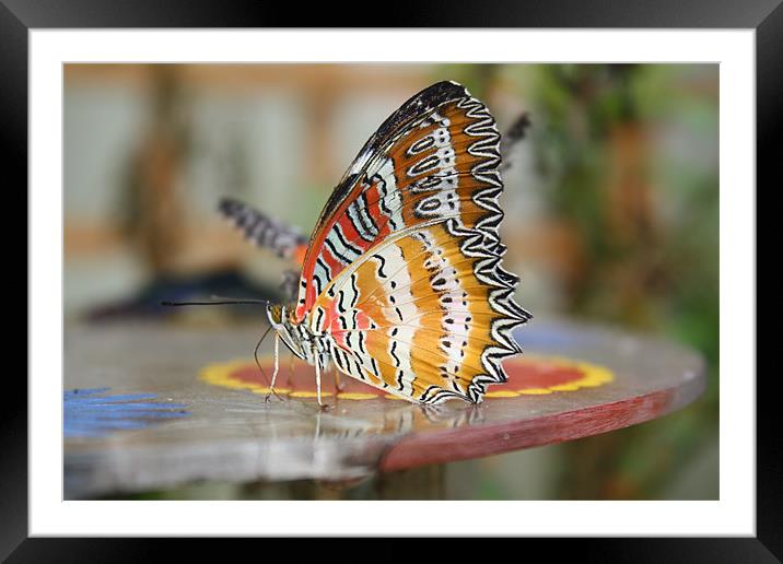 butterfly Framed Mounted Print by les tobin
