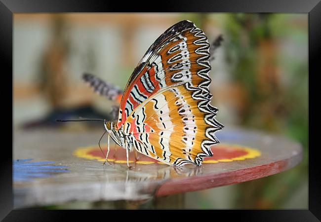 butterfly Framed Print by les tobin