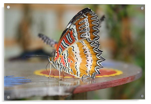 butterfly Acrylic by les tobin