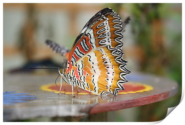 butterfly Print by les tobin