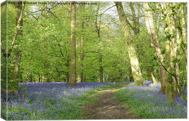  Blue bells of spring enchanted Forest. Canvas Print by Andrew Heaps