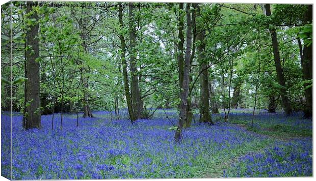 Blue bells of spring Canvas Print by Andrew Heaps