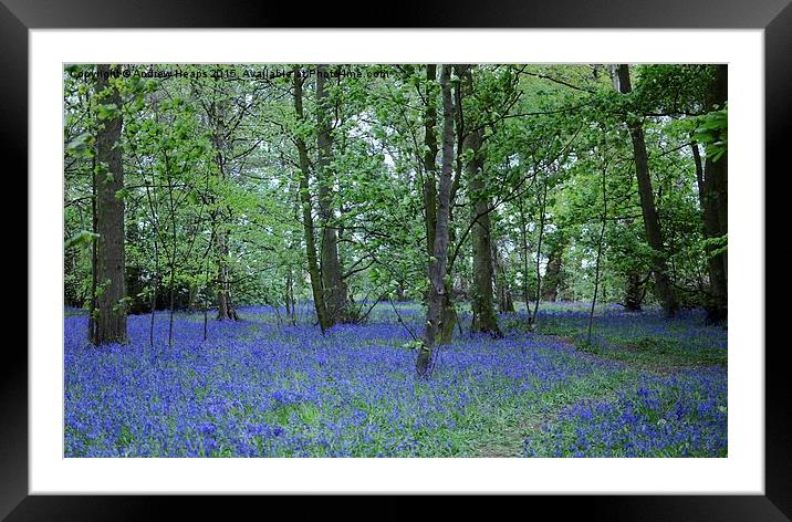  Blue bells of spring Framed Mounted Print by Andrew Heaps