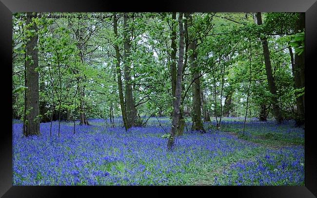  Blue bells of spring Framed Print by Andrew Heaps