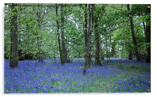  Blue bells of spring Acrylic by Andrew Heaps