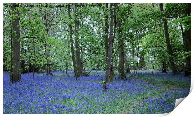  Blue bells of spring Print by Andrew Heaps