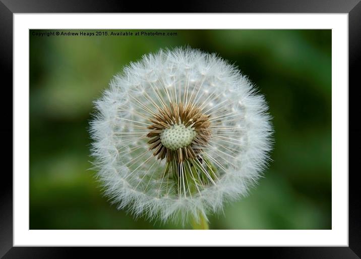  Dandelion clock. Framed Mounted Print by Andrew Heaps