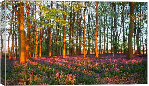  Bluebell Woodland Tinged with Sunset Light Canvas Print by Elizabeth Debenham