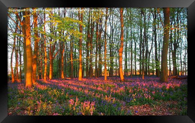  Bluebell Woodland Tinged with Sunset Light Framed Print by Elizabeth Debenham