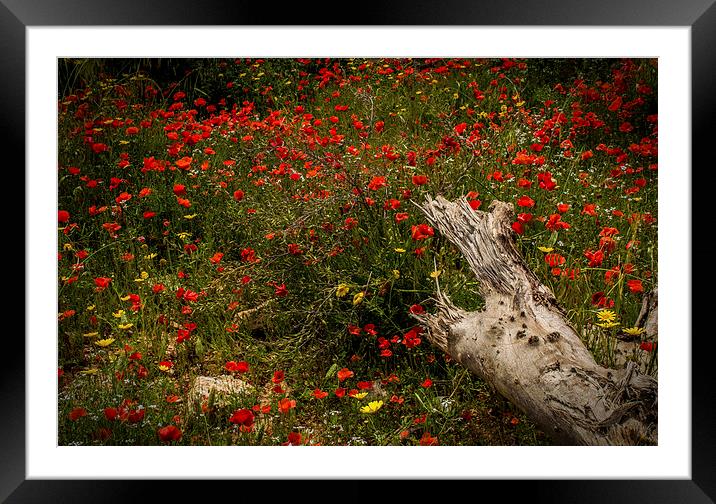  Poppies Framed Mounted Print by Laura Kenny