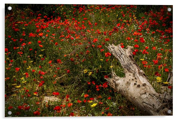  Poppies Acrylic by Laura Kenny