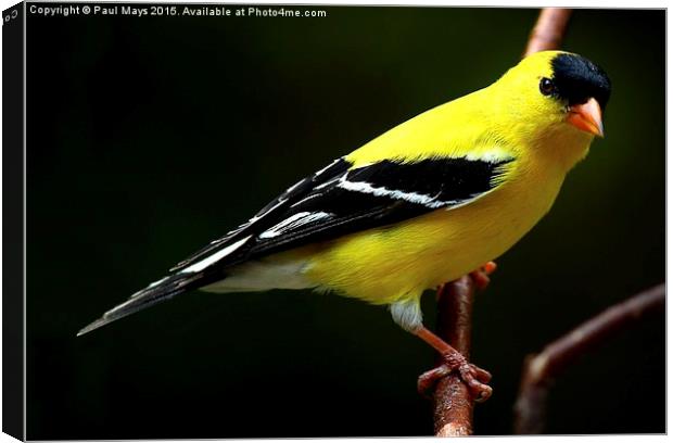  Male American Goldfinch in summer plumage Canvas Print by Paul Mays