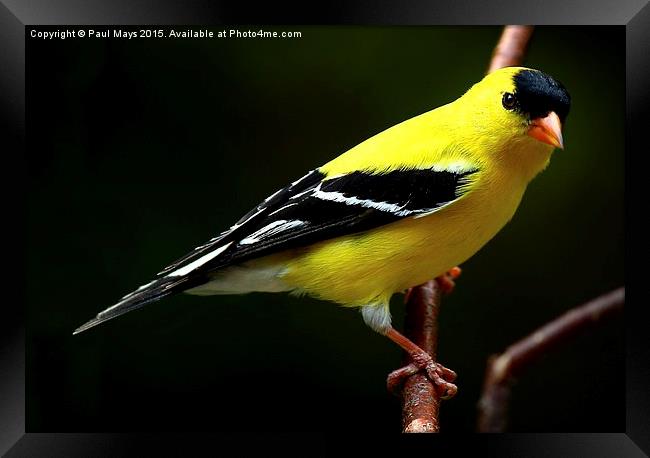  Male American Goldfinch in summer plumage Framed Print by Paul Mays
