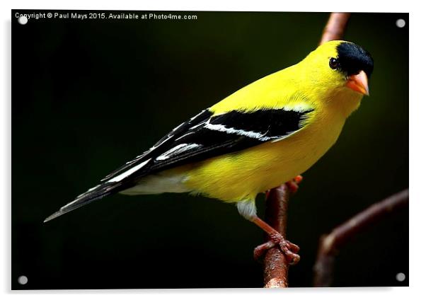  Male American Goldfinch in summer plumage Acrylic by Paul Mays