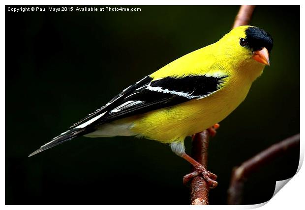  Male American Goldfinch in summer plumage Print by Paul Mays