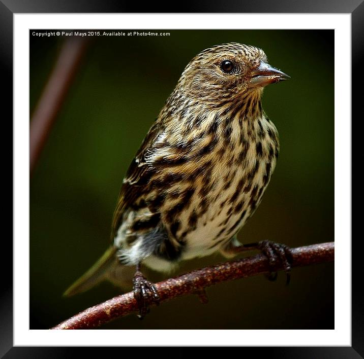 Pine Siskin Framed Mounted Print by Paul Mays