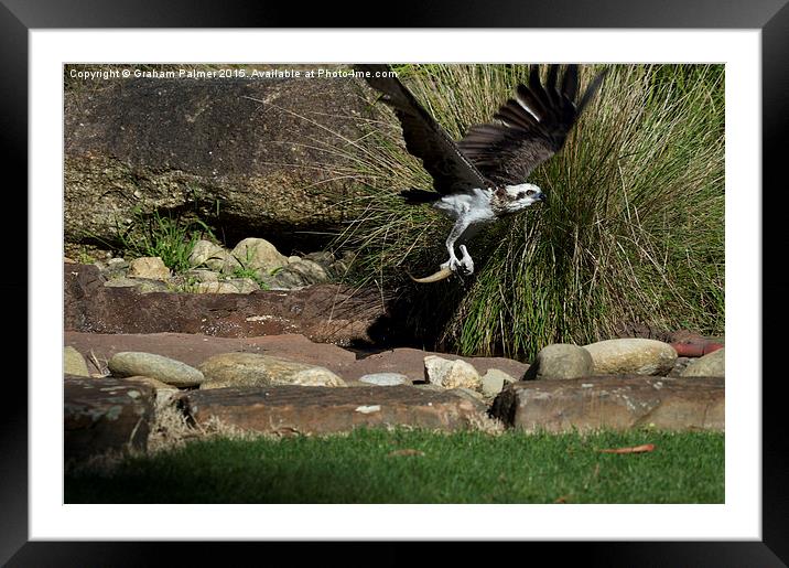  What A Catch! Framed Mounted Print by Graham Palmer