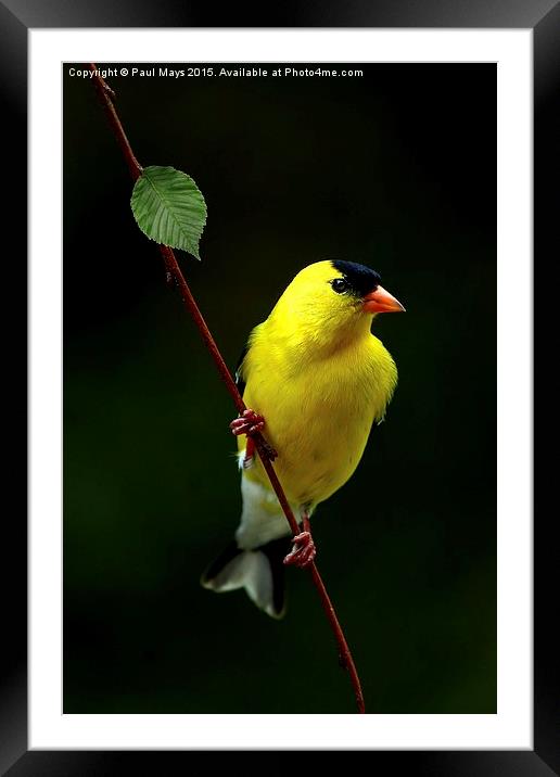 Male American Goldfinch in summer plumage Framed Mounted Print by Paul Mays