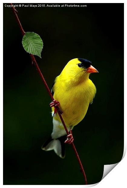 Male American Goldfinch in summer plumage Print by Paul Mays
