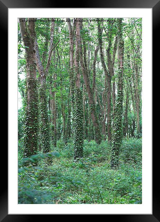  Woods Framed Mounted Print by Carole-Anne Fooks