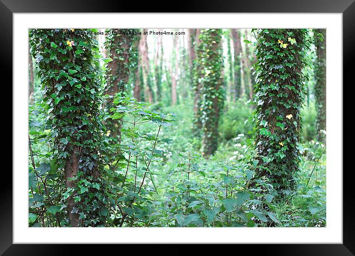 Woods Framed Mounted Print by Carole-Anne Fooks