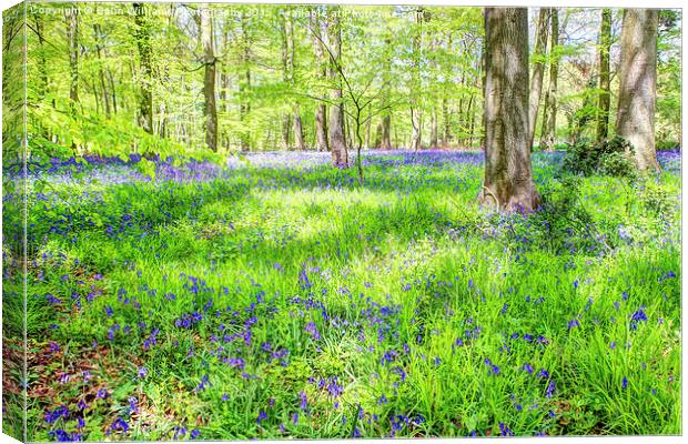  Bluebell Woodlands 1 Canvas Print by Colin Williams Photography