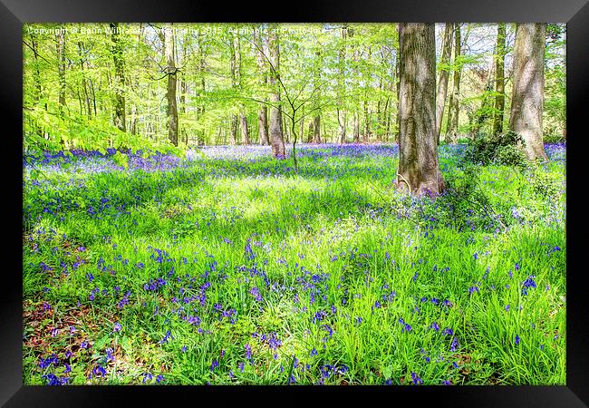  Bluebell Woodlands 1 Framed Print by Colin Williams Photography