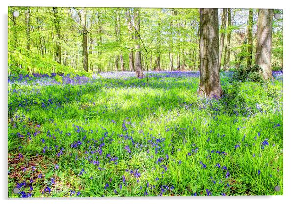  Bluebell Woodlands 1 Acrylic by Colin Williams Photography