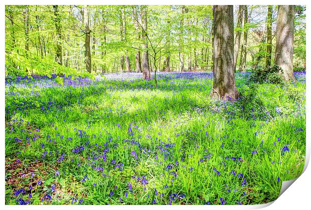  Bluebell Woodlands 1 Print by Colin Williams Photography