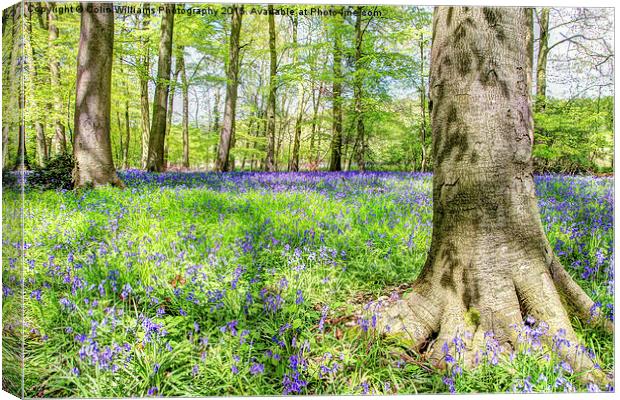  Bluebell Woodlands 2 Canvas Print by Colin Williams Photography