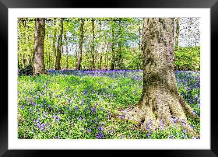  Bluebell Woodlands 2 Framed Mounted Print by Colin Williams Photography