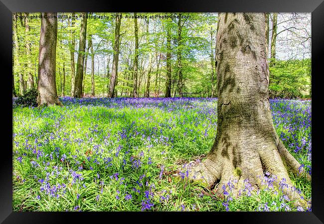  Bluebell Woodlands 2 Framed Print by Colin Williams Photography