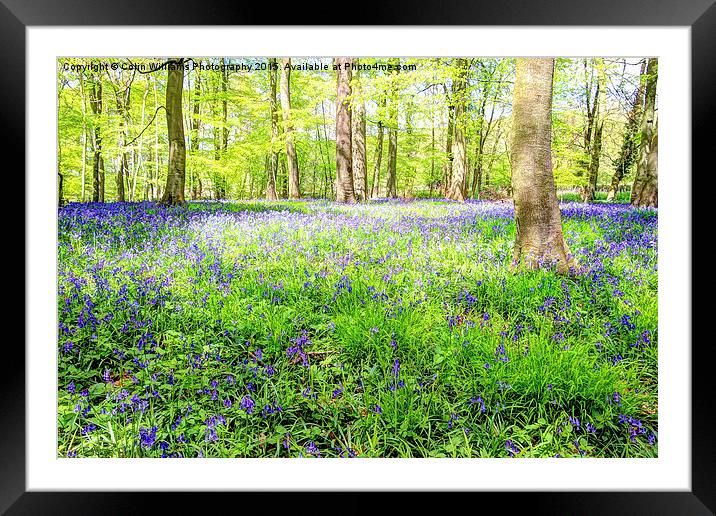  Bluebell Woodlands 3 Framed Mounted Print by Colin Williams Photography