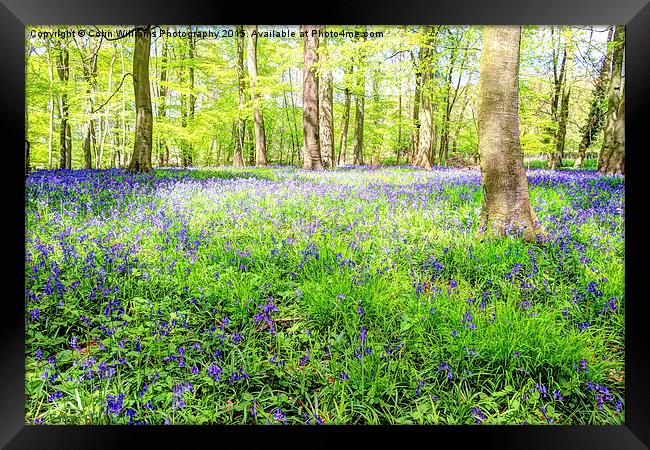  Bluebell Woodlands 3 Framed Print by Colin Williams Photography