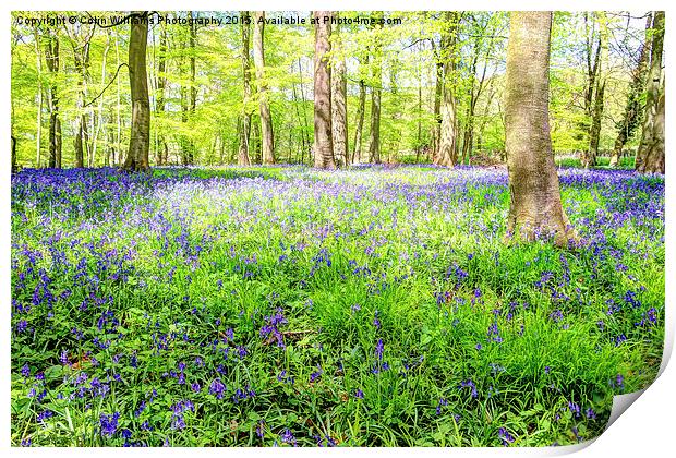  Bluebell Woodlands 3 Print by Colin Williams Photography