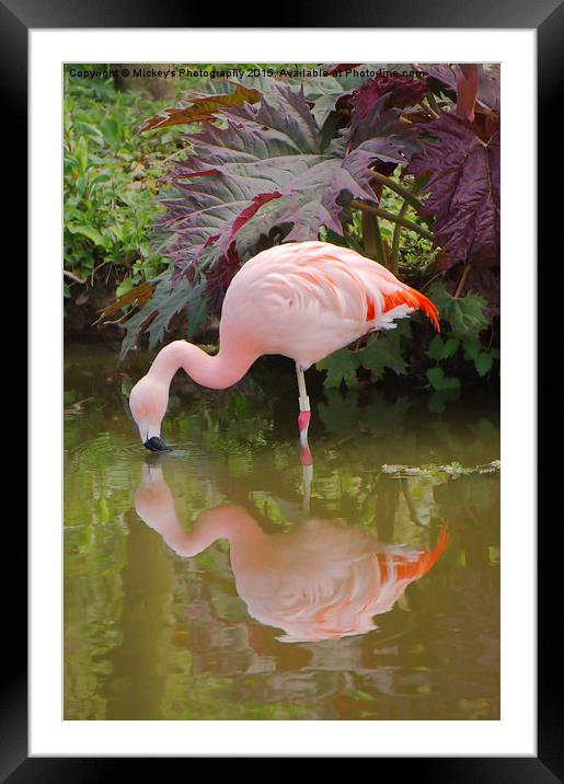 Flamingo Reflection Framed Mounted Print by rawshutterbug 