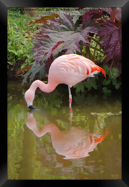 Flamingo Reflection Framed Print by rawshutterbug 